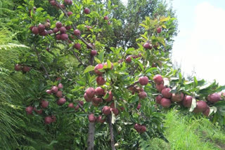 सेब उत्पादन