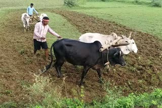 Rabi crop preparations started amidst shortage DAP fertilizer