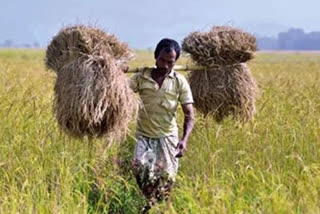 FCI will procure 4 lakh metric tonnes of paddy