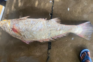 kachidi fish cought in antarvedhi east godavari district
