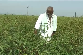 Guntur farmers cultivating alternative crops