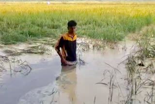 80-acres-paddy-crop-submerged-under-water-due-to-minor-breakdown-in-bhiwani