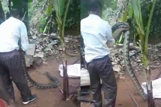 python was caught in thalakode eranakulam  python was caught in thalakode  python was caught in eranakulam  വീട്ടുമുറ്റത്തെ കോഴിക്കൂടിന് സമീപം കൂറ്റൻ പെരുമ്പാമ്പ്  പെരുമ്പാമ്പിനെ പിടികൂടി  തലക്കോട് പെരുമ്പാമ്പിനെ പിടികൂടി  പെരുമ്പാമ്പ്  python  eranakulam snake  thalakode snake