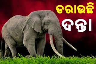 ଅନୁଗୋଳରେ ବଢ଼ୁଛି ହାତୀ ଆତଙ୍କ, ଗାଁ ମୁଁହା ହାତୀ