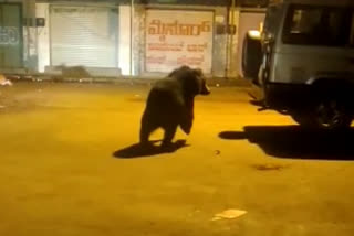 bear romming on streets of pavanagada