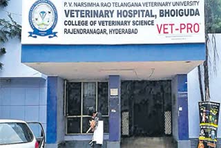 livestock medicine in telangana