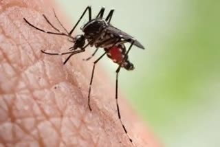 Dengue, chikungunya, malaria made notifiable diseases under Epidemic Diseases Act