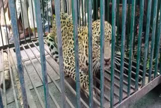 Third leopard caught in  Sihawa of Dhamtari