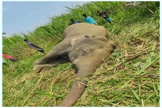 wild-elephant-death-body-rescue-at-diphu