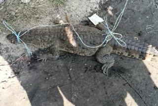 Villagers caught crocodile