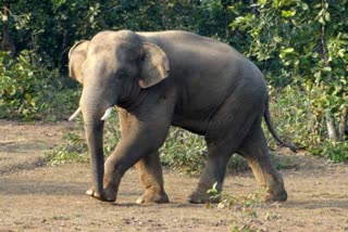 elephant attack one man death in tangi range of khurdha