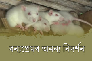 শিৱসাগৰ জিলা