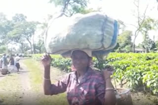 Impact of price hike on tea labour
