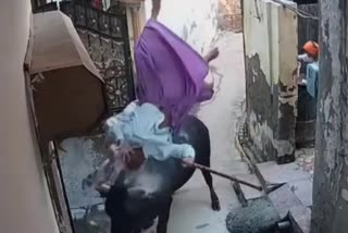 Stray bull hit an elderly woman