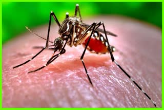 rising dengue cases in Delhi