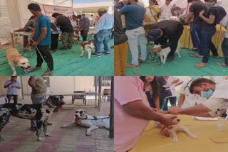 ભુજના પશુ દવાખાનામાં દેશી-વિદેશી Dogs નું Health check up કરાયું