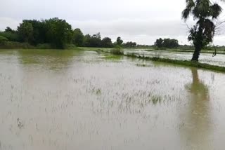 சம்பா பயிர்கள் நீரில் மூழ்கி சேதம்