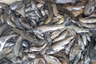 fishes are dying in kameng river in arunachal