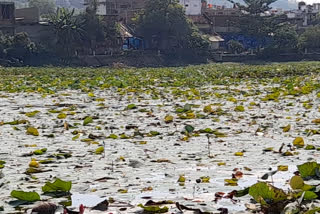 lotus farming