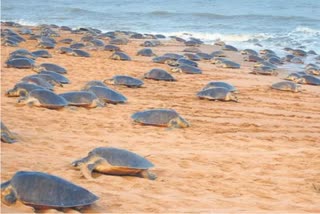 no fishing zone guideline by fishery department in puri for Olive Ridley protection