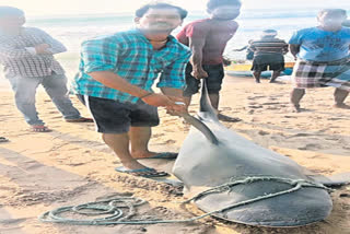 BLACK WHALE FISH IN SRIKAKULAM DISTRICT