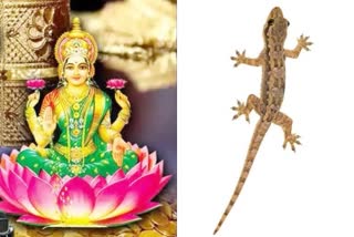 seeing lizard on Diwali night