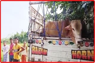 One person arrested with cow in Chaygaon
