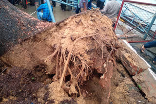 TN: Woman police officer dies after uprooted tree falls over her in Secretariat