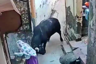 Watch: Stray bull attacks elderly woman in Faridabad