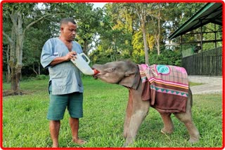 New Guest at Panbari (CWRC) in Kaziranga