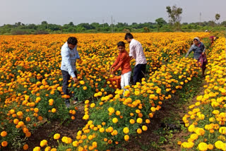 Yeola young farmer news