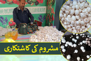 Mushroom cultivation in district pulwama  Job opportunities for young people in mushroom farming  Job opportunities in mushroom farming  mushroom farming in pulwama  unemployment in jammu and kashmir  jammu and kashmir news  مشروم کی کاشتکاری میں نوجوانوں کے لیے روزگار کے مواقع  ایک مشروم یونٹ اگرچہ 15 ہزار میں تیار  جموں و کشمیر  سبزیوں کی کاشتکاری