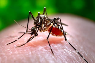 UTs  Dengue outbreak  Centre govt  ഡെങ്കിപ്പനി വ്യാപനം  ഉന്നതസമിതി  കേന്ദ്ര സര്‍ക്കാര്‍  ഡെങ്കിപ്പനി  Dengue fever