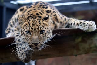 -leopard-is-locked-in-cage-at-duliajan-
