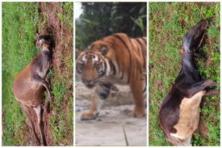 tiger kills three cows in gundlupete