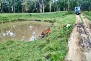 tiger roaming in front of safari vehicle video