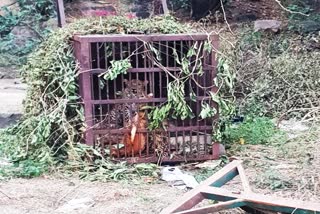 forest department ,Panther in Jaipur