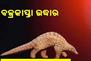 ବରଗଡ଼ ଘେଁସ ରେଞ୍ଜରେ  ଜୀବନ୍ତ ବଜ୍ରକାପ୍ତା ଉଦ୍ଧାର କଲା STF, ଜଣେ ଗିରଫ