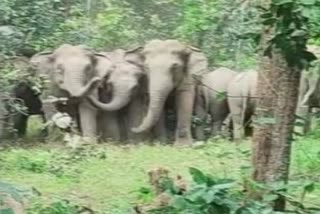 elephant attack news today