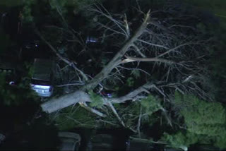 tree topples in LA