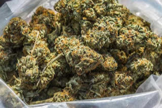 1200-kg-of-cannabis-seized-at-aganampudi-tollgate-vishaka-district