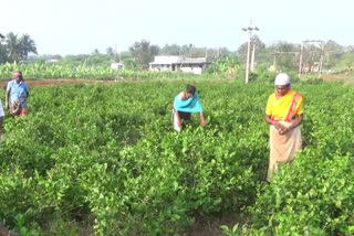 deepavali-farmers-are-happy-with-the-increase-in-the-price-of-jasmine-to-rs-2000-per-kg