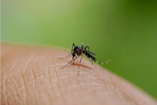 Zika virus in kanpur  Zika virus spreading in Kanpur of uttar Pradesh  Virus in uttar Pradesh  കാന്‍പൂര്‍  സിക വൈറസ്  സിക വൈറസ് ബാധ