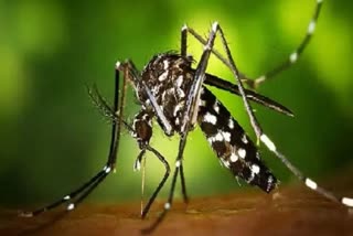 Zika virus in kanpur