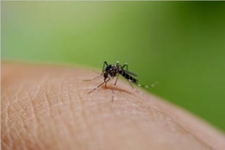Zika virus cases