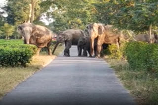 Elephant terror in Rangapara
