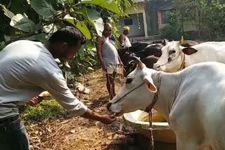 गोवर्धन पूजा