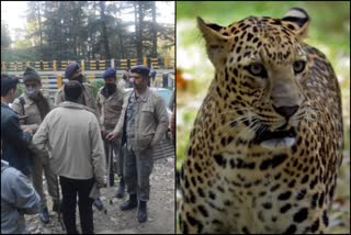 Leopard snatches away six-year-old boy in Shimla, rescue operation on