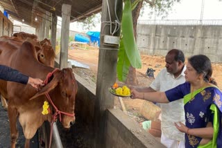 ಗೋ ಪೂಜೆ ನೆರವೇರಿಸಿದ ಹೆಚ್​​ಡಿಕೆ ದಂಪತಿ