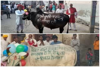 बैलों पर स्लोगन, भीलवाड़ा समाचार, Govardhan Puja in Bhilwara,  Worship of Bullocks in Bhilwara